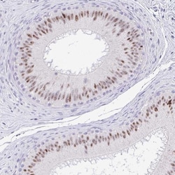 EID3 Antibody, Novus Biologicals 25 &mu;L | Buy Online | Novus Biologicals | Fisher Scientific